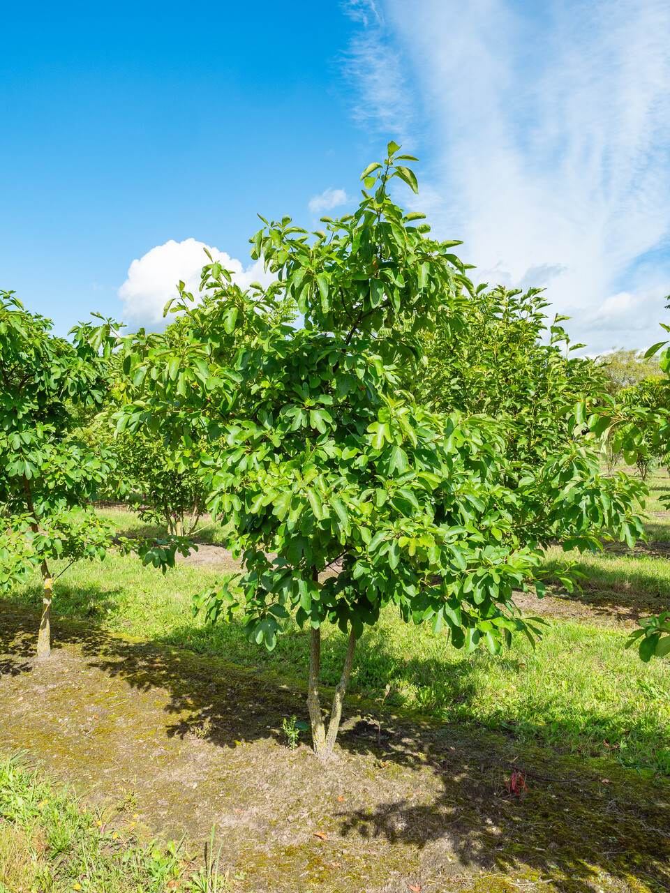 Sassafras albidum | Sassafras - Van den Berk Nurseries